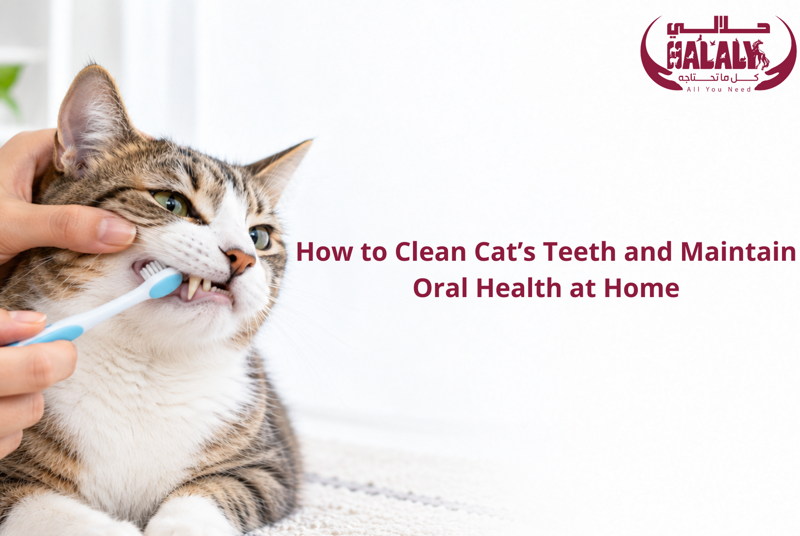 How to Clean Cats Teeth and Maintain Oral Health at Home